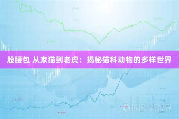 股腰包 从家猫到老虎：揭秘猫科动物的多样世界